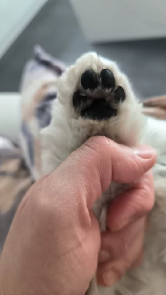 Furry Fridays™ Precision Paw & Fur Trimmer