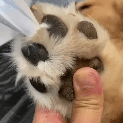 Furry Fridays™ Precision Paw & Fur Trimmer